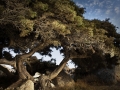 greek tree2