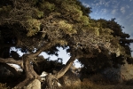 greek tree2